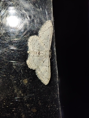 Idaea minuscularia