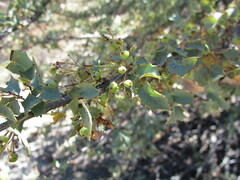 Berberis higginsiae