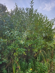 Salix lucida