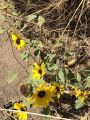 Helianthus annuus