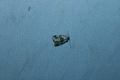 Maliattha synochitis