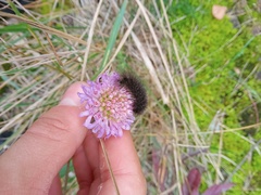 Spilosoma