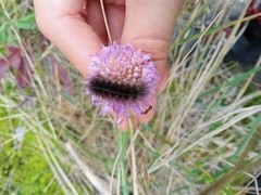 Spilosoma