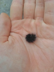 Spilosoma