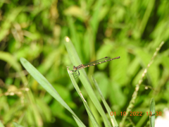Austrolestes annulosus
