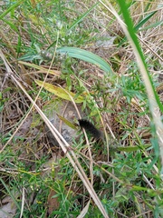 Spilosoma