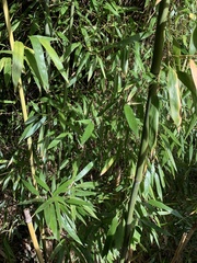 Phyllostachys