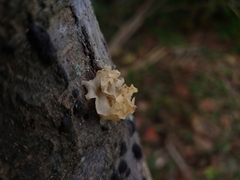 Tremella fuciformis