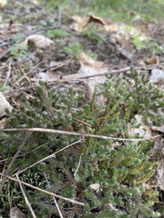 Selaginella rupestris