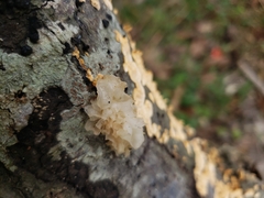 Tremella fuciformis