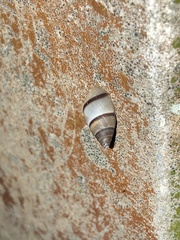 Bulimulus guadalupensis