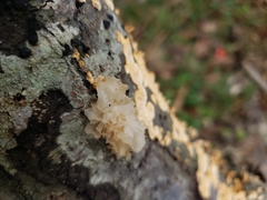 Tremella fuciformis