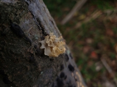 Tremella fuciformis