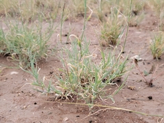 Muhlenbergia arenacea