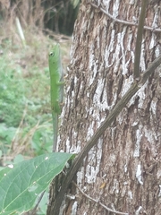 Anolis biporcatus