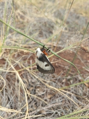 Hemileuca nevadensis