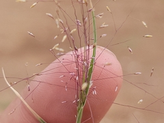 Muhlenbergia arenacea