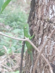 Anolis biporcatus