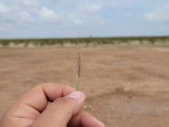 Muhlenbergia arenacea