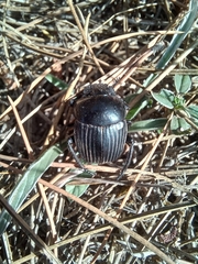 Scarabaeus laticollis