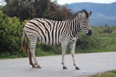 Equus quagga burchellii