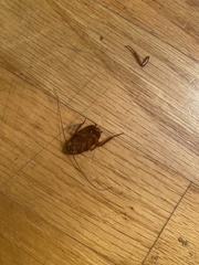 Periplaneta americana