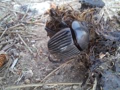 Scarabaeus laticollis