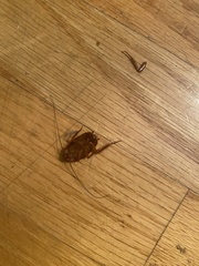 Periplaneta americana