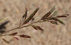 Eragrostis barrelieri