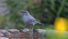 Dumetella carolinensis