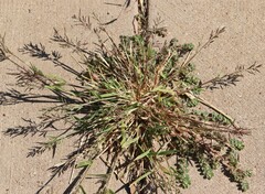 Eragrostis barrelieri