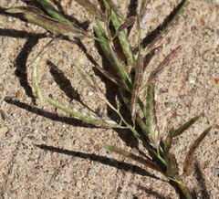 Eragrostis barrelieri