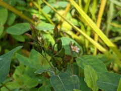Hypericum virginicum