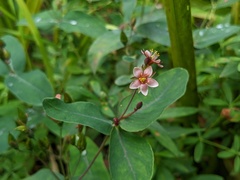 Hypericum virginicum