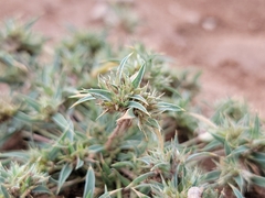 Munroa squarrosa