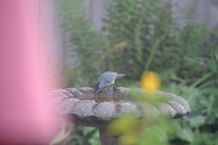 Dumetella carolinensis