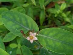 Hypericum virginicum