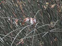 Certhiaxis cinnamomeus