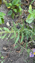 Hieracium umbellatum