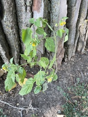 Physalis philadelphica