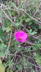 Modiolastrum gilliesii