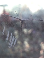 Anstenoptilia marmarodactyla