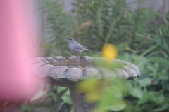 Dumetella carolinensis