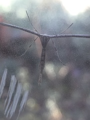 Anstenoptilia marmarodactyla