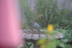 Dumetella carolinensis