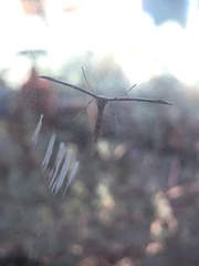 Anstenoptilia marmarodactyla