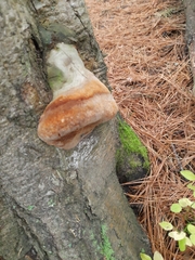 Fomitiporia hartigii