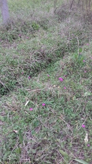 Modiolastrum gilliesii