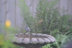 Dumetella carolinensis