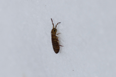 Isotominae